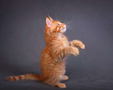 Kitten Who Can Do Dog-Like Tricks Leaves Internet in Awe: ‘Smartest Orange’