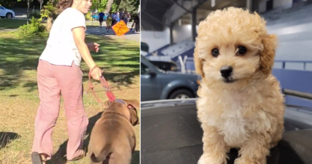 Dog owner in Second Beach fatal attack still not found as family offers reward