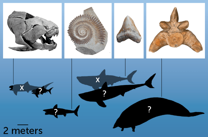 Image showing fossils from four marine species used to estimate the animals' sizes.