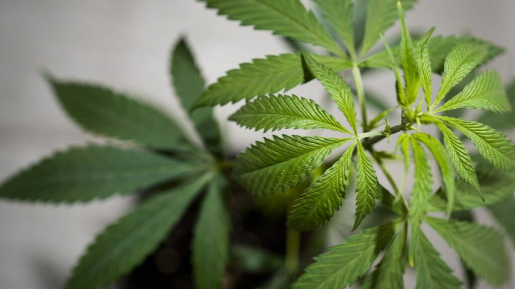 German cannabis clubs irked by cumbersome licence bureaucracy