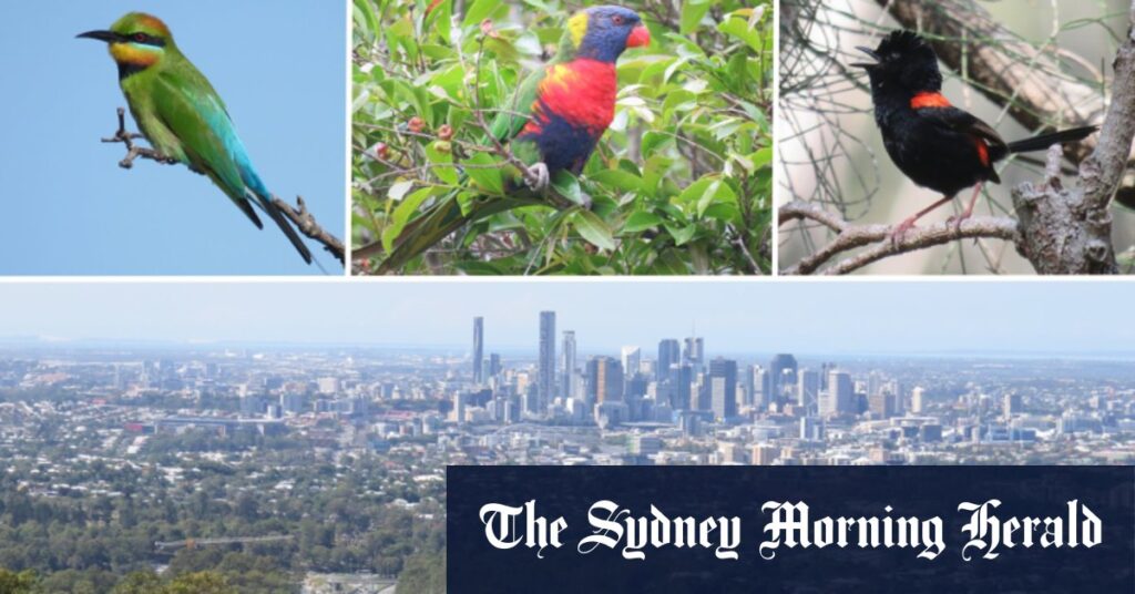 Why Brisbane is losing its most vibrant feathered fauna