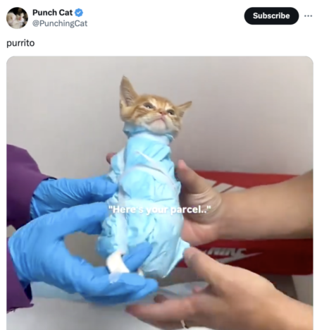 19 Funny Pet Tweets To Start Your Day, Instead Of Meetings That Could’ve Been An Email