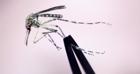 Never heard of eastern equine encephalitis? Cases are ‘likely underreported’