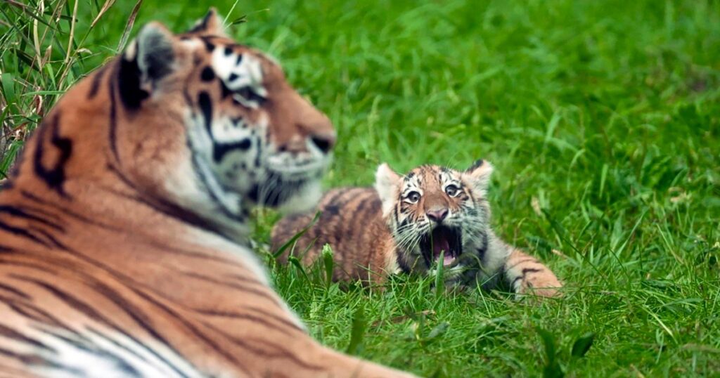 Pair of rare Amur tiger cubs debuting at Minnesota Zoo are raising hopes for the endangered species