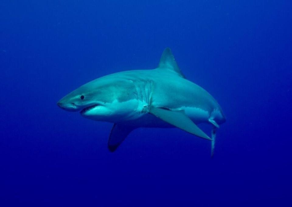 A white shark is pictured. Researchers from Oregon State University and Arizona State University think the marine animal that ate the porbeagle they were tracking could be a white shark, a mako shark, or another porbeagle.