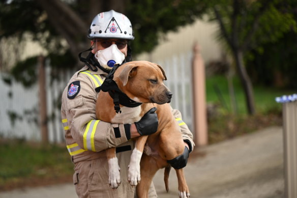 A firefighter carries a dog from inside the house on Monday morning.