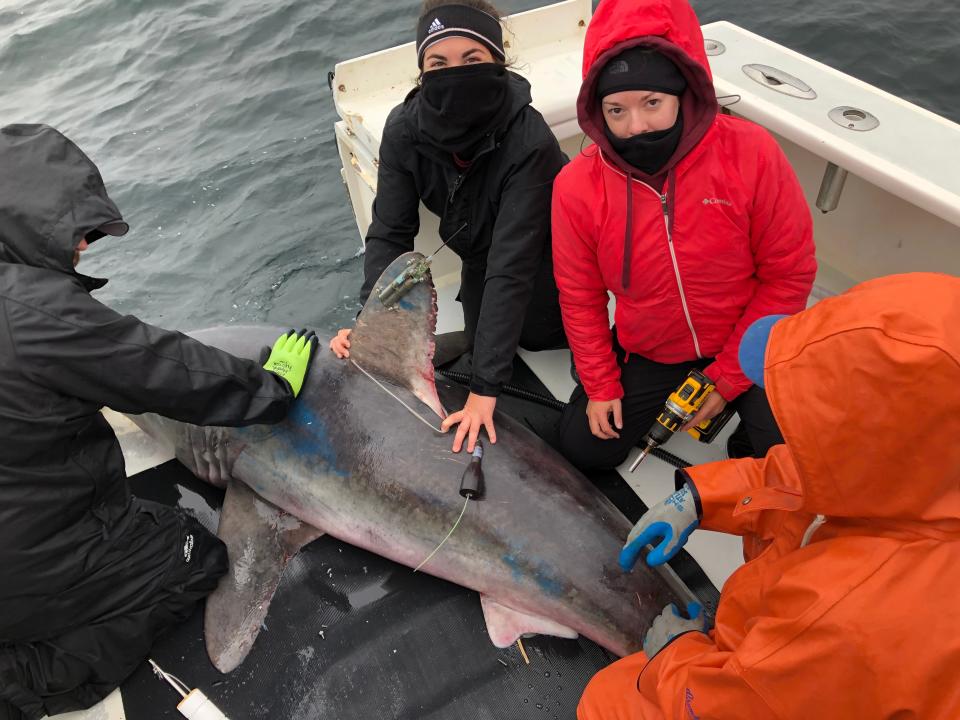Brooke Anderson and Beckah Campbell, members of a research team studying porbeagle sharks.