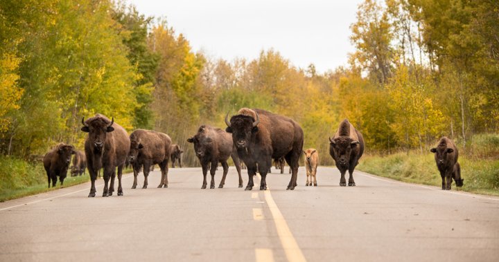 5 bison killed in collision at Elk Island National Park