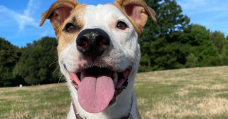 Is Your Dog Happy? There’s 1 Way To Tell — And No, It’s Not A Wagging Tail