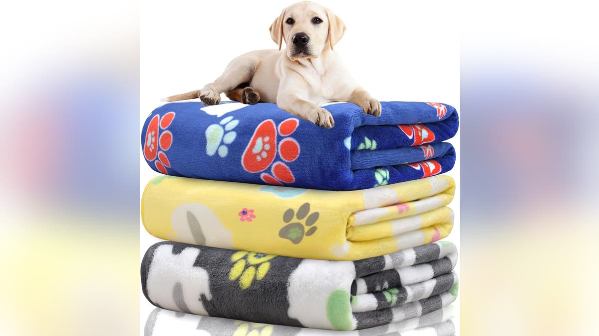 Make sure your dog is cozy under its own pile of blankets.