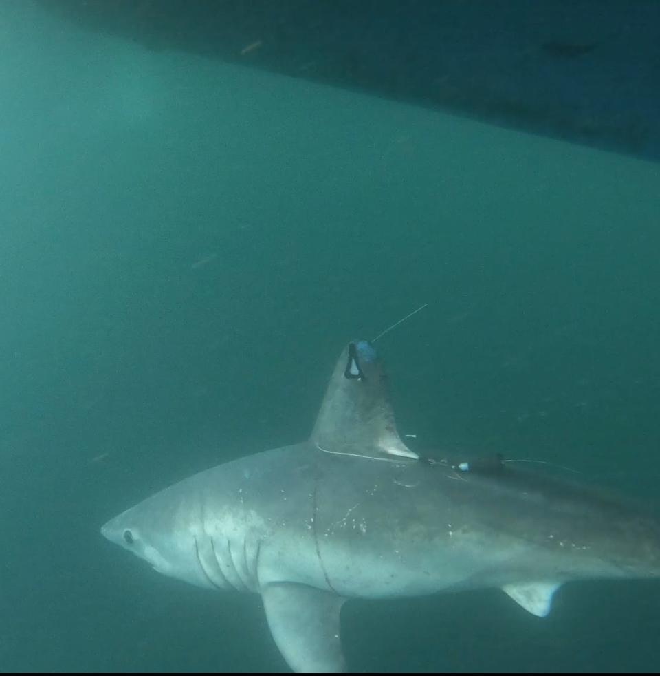 A porbeagle shark wearing a finmount tag and a pop-off satellite archival tag. The shark is part of research out of Oregon State University, Arizona State University and the Atlantic Shark Institute.