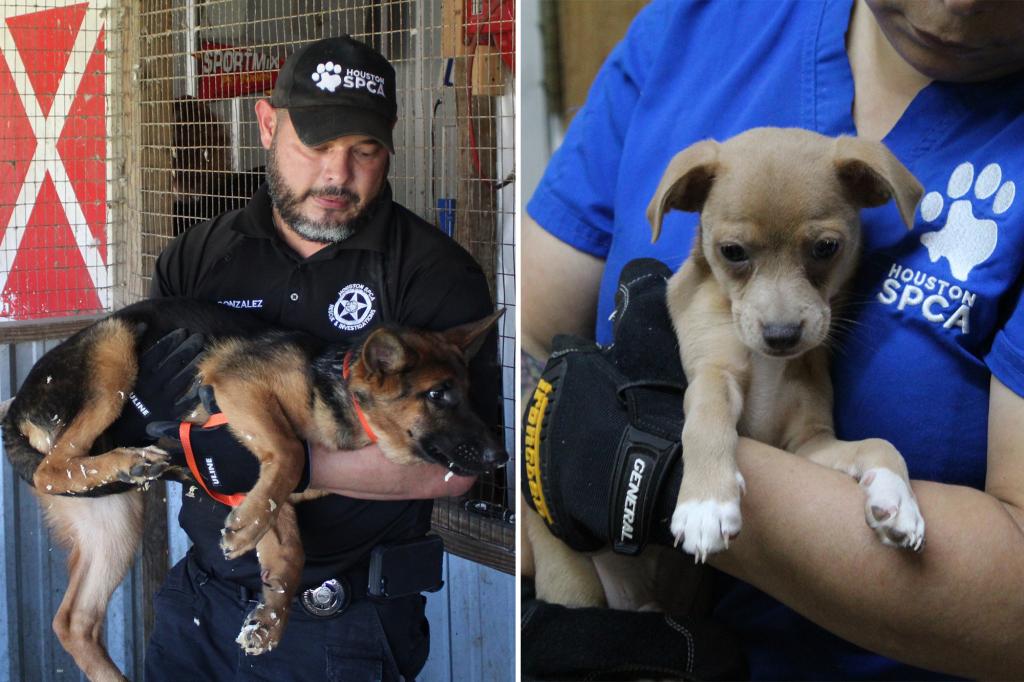 800-plus critters — from puppies to peacocks — rescued from Texas pet store after numerous animal cruelty probes