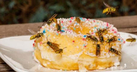 Wasp frenzy? Why you might be getting stung more this year