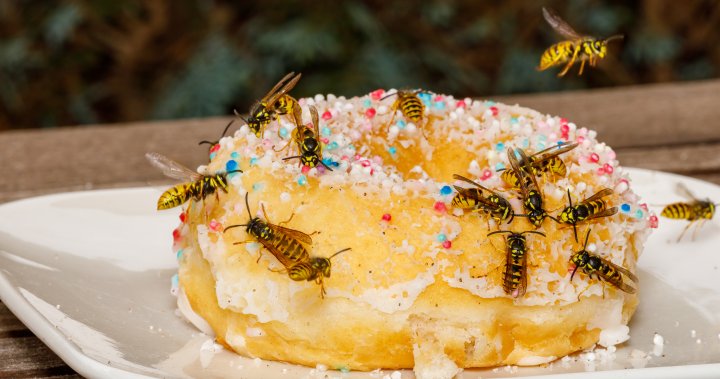Wasp frenzy? Why you might be getting stung more this year