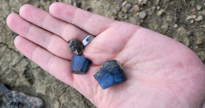 More than 90 dinosaur fossils discovered in Northern B.C.