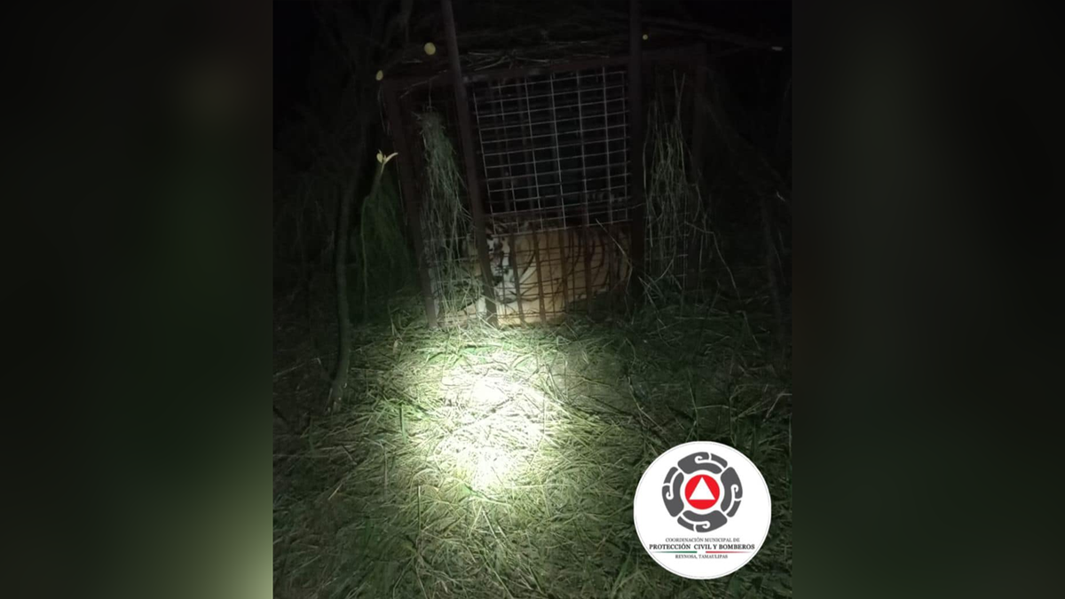 Escaped Bengal tiger captured