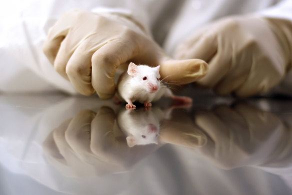 Rats, mice, guinea pigs and zebrafish are all commonly used animals in the lab.