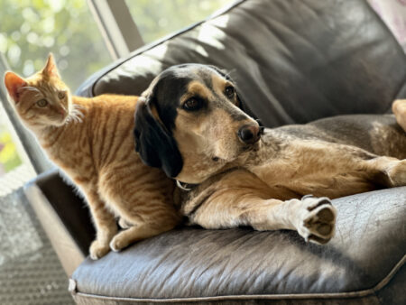 Cat's 'Full-Time Job' as a Masseuse for Dog Sibling Melts Hearts