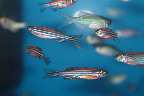 Zebrafish: the unassuming aquarium dwellers that can regrow hearts, fins and spinal cords and are one of the most-tested lab animals.