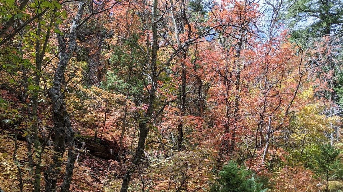 Fall trees turning into red and yellows in the New Mexico mountains.