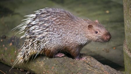 ‘Excessive’ charge: Bali man facing jail over porcupine pets sparks outpour of public support