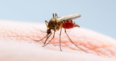 When Do Mosquitoes Go Away?