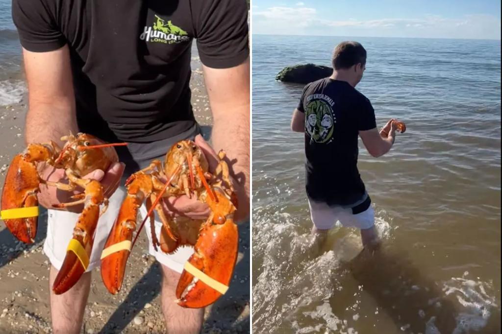 Two ‘1-in-30 million’ orange lobsters, Tangerine and Navel, saved from LI supermarkets a week after another was rescued in the Hamptons