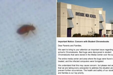 Bed bugs crawl from students’ laptops in North Carolina back-to-school horror