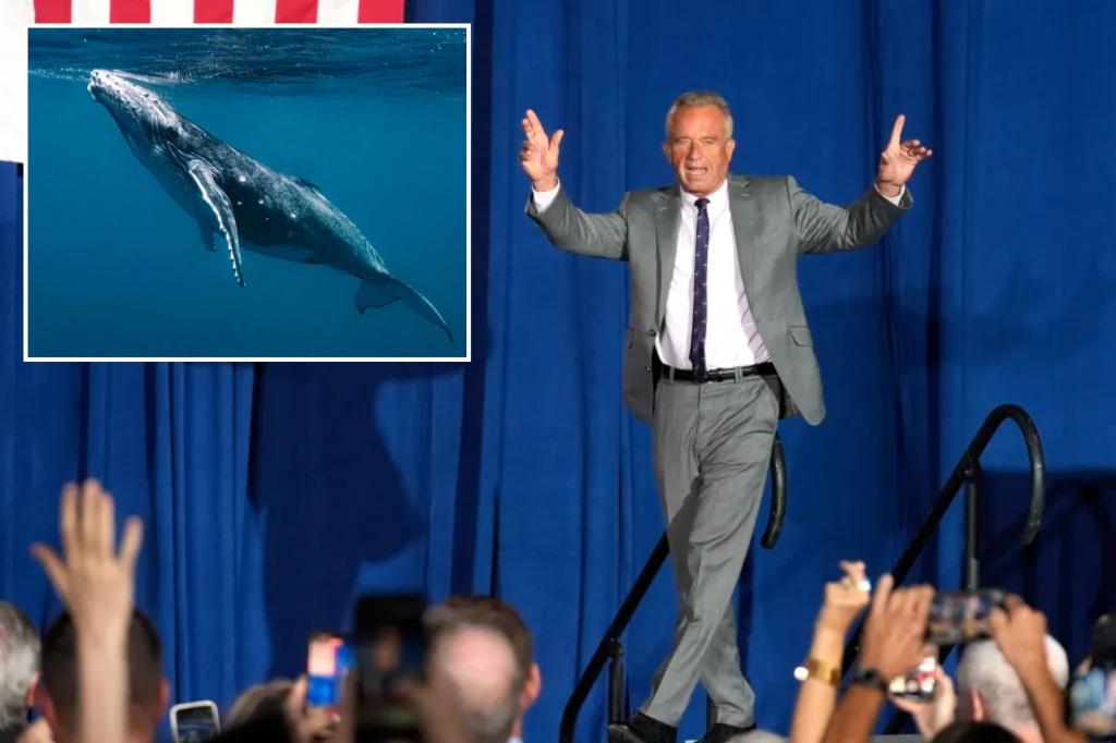 RFK Jr. investigated for decapitating whale and driving across state lines with the skull