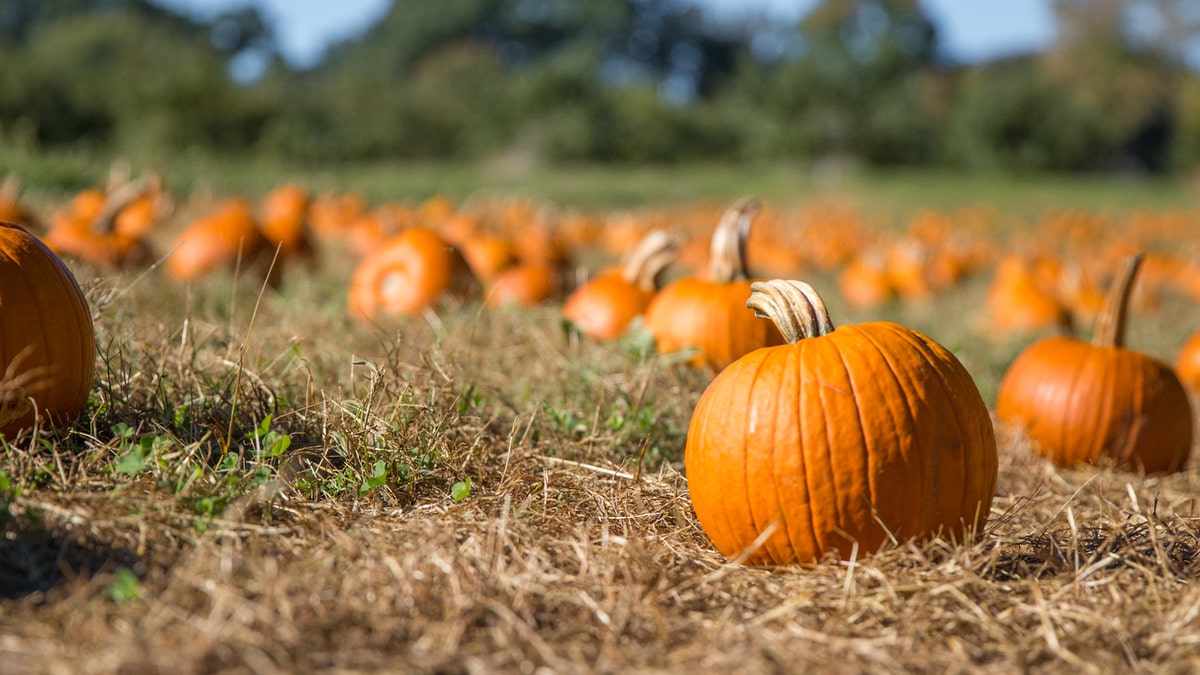 pumpkin patch