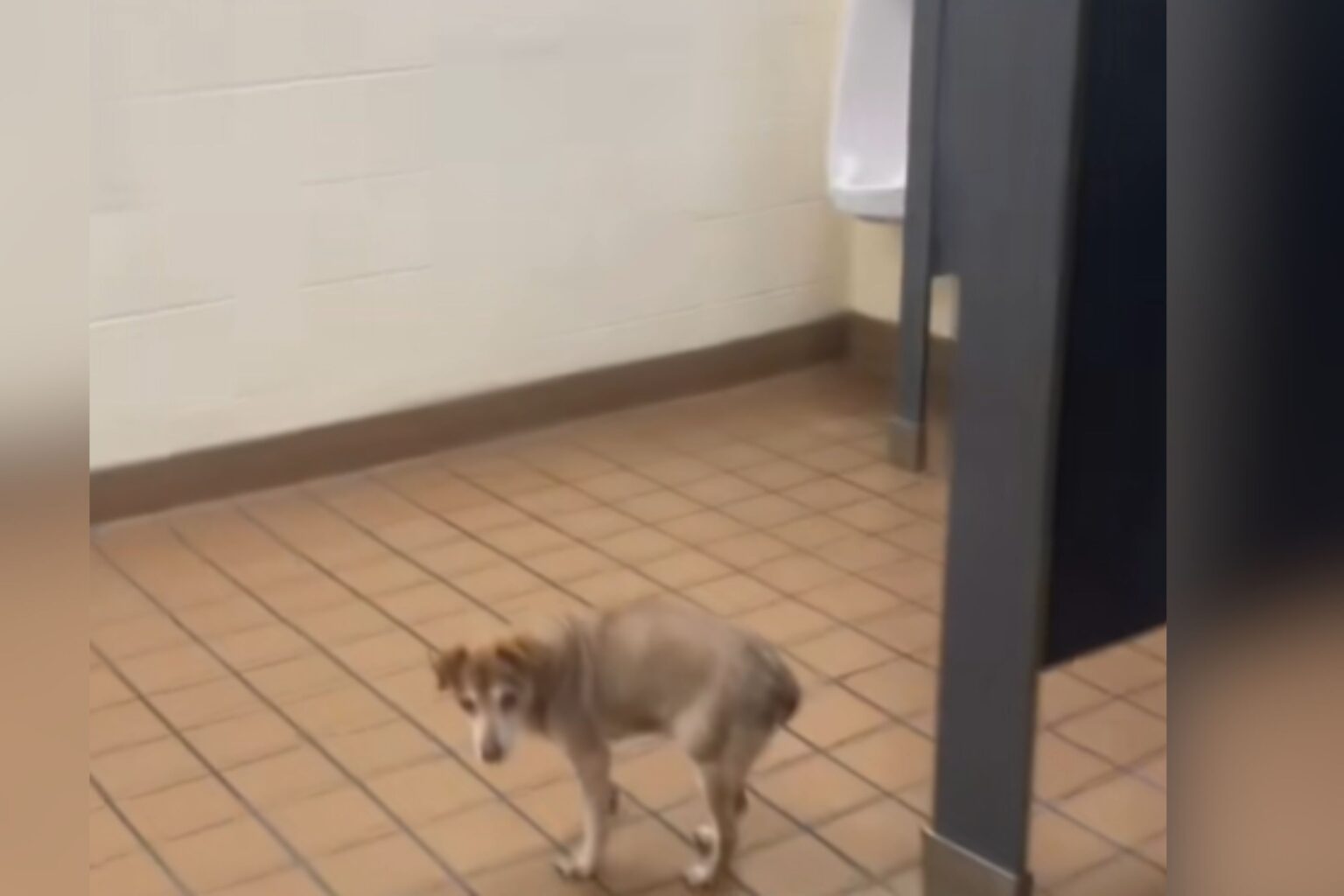 Teacher Brings Blind, Deaf Dog to Classroom—Ends Up Getting Lost in School