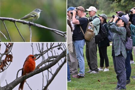 Major bird migration ‘pulse’ coming to NYC — much to the excitement of bird watchers
