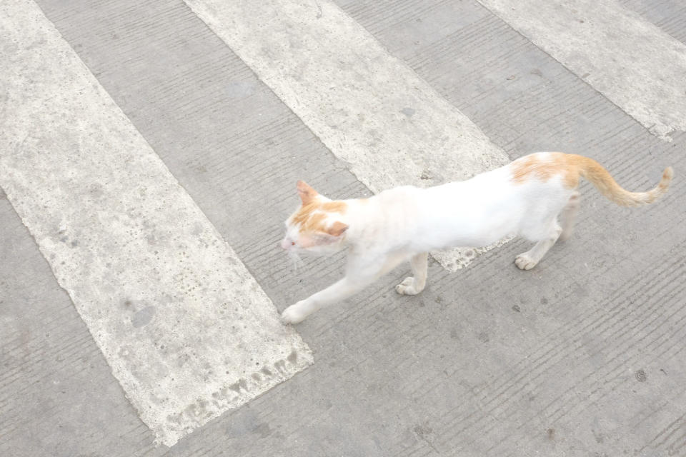 A white and orange cat is walking across a pedestrian crossing on a gray street