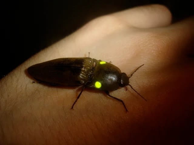 A close-up of a firefly with glowing spots on its back, resting on a person's hand