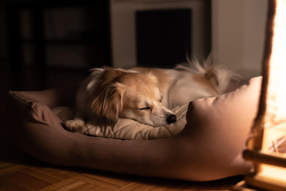 A small dog is peacefully sleeping in a cushioned dog bed near a softly lit lamp