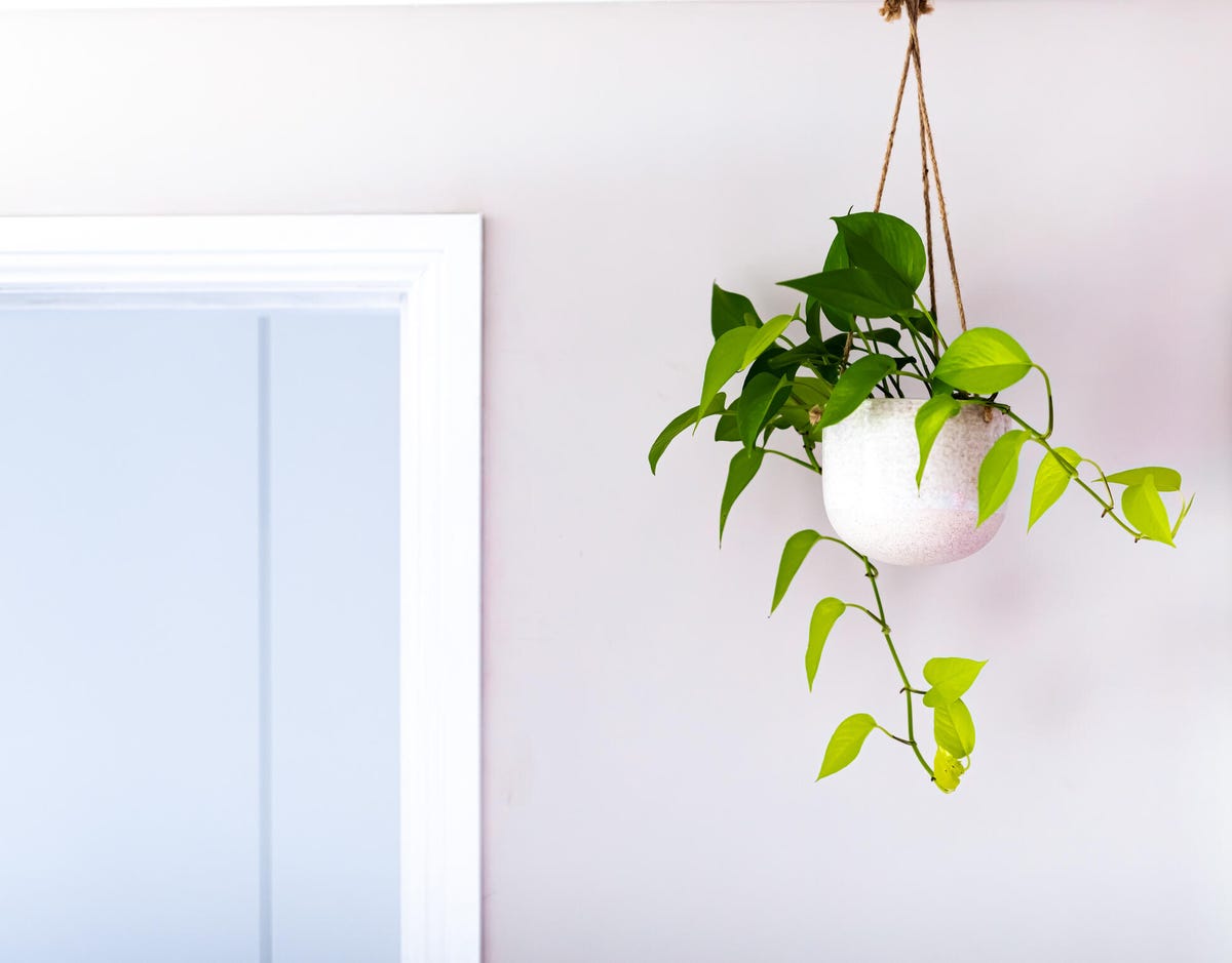 english ivy hanging in planter in home