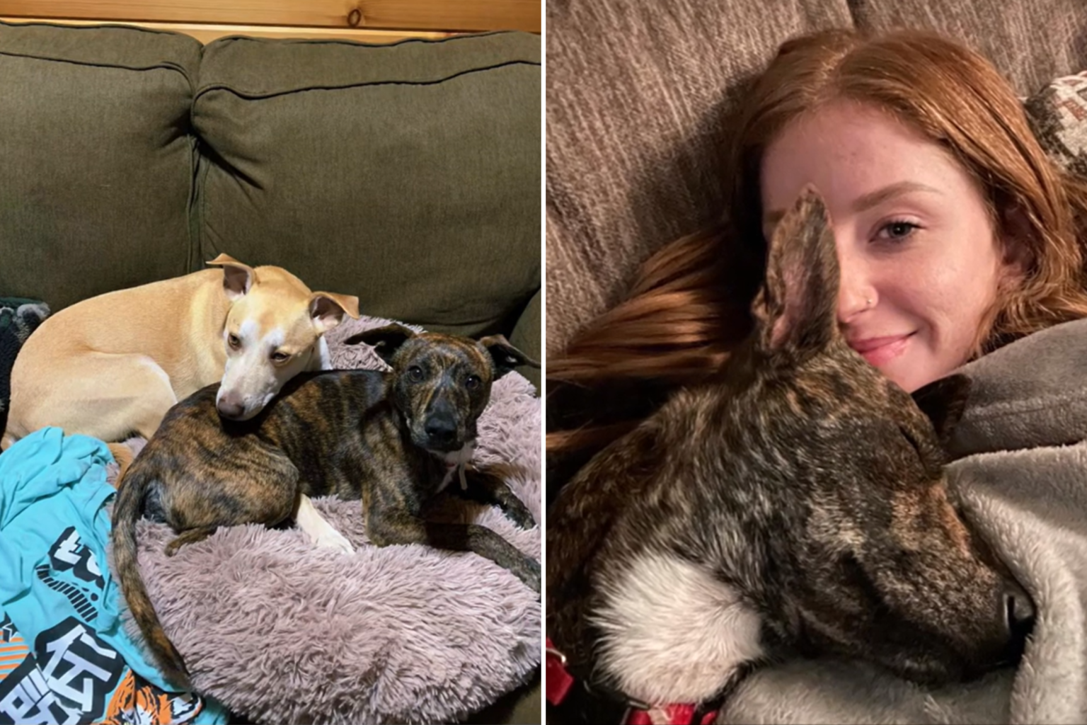 Dog Falls In Love With Stray, Owner Knows What to Do—’The Easiest Decision’