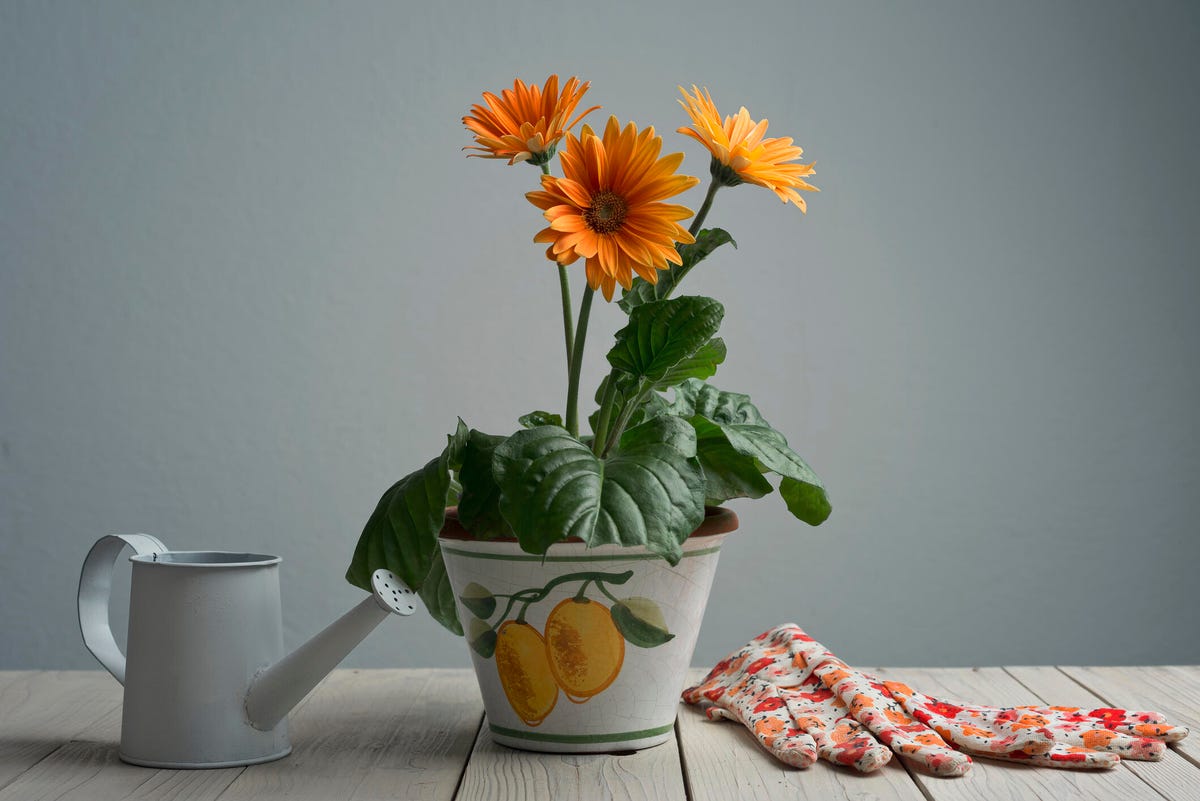 Gerbera daisies in a planter