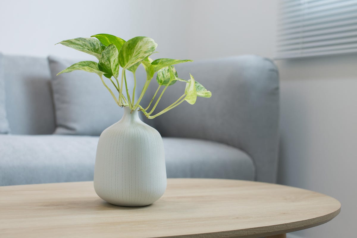 golden pothos plant in vase on living room table