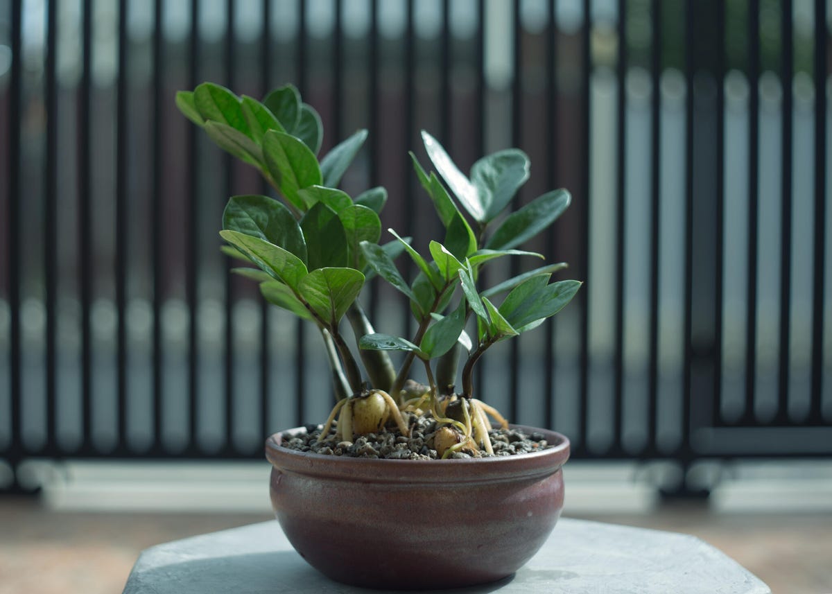 ZZ plant in planter outside