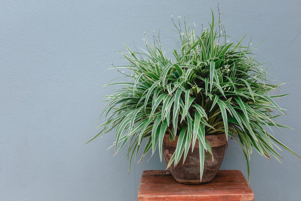 spider plant