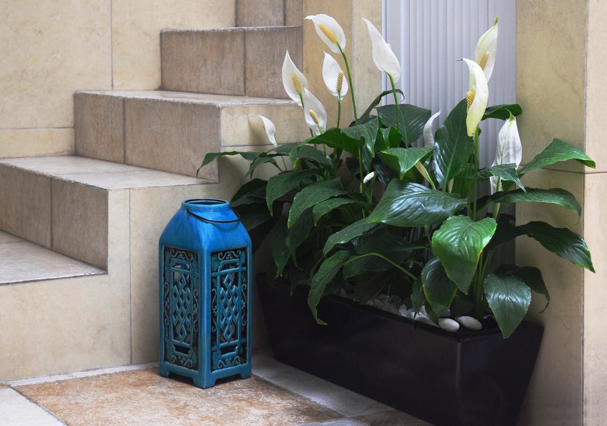 peace lilies in home