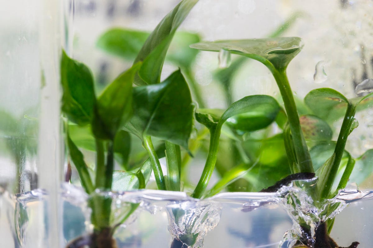 Stewart Strand and Lab assistant Long do work to genetically modify house plants to remove airborne pollutants from the air space