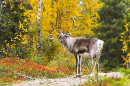 Hikers Joined by a ‘Guardian Reindeer’ on Walking Trail Warms Hearts
