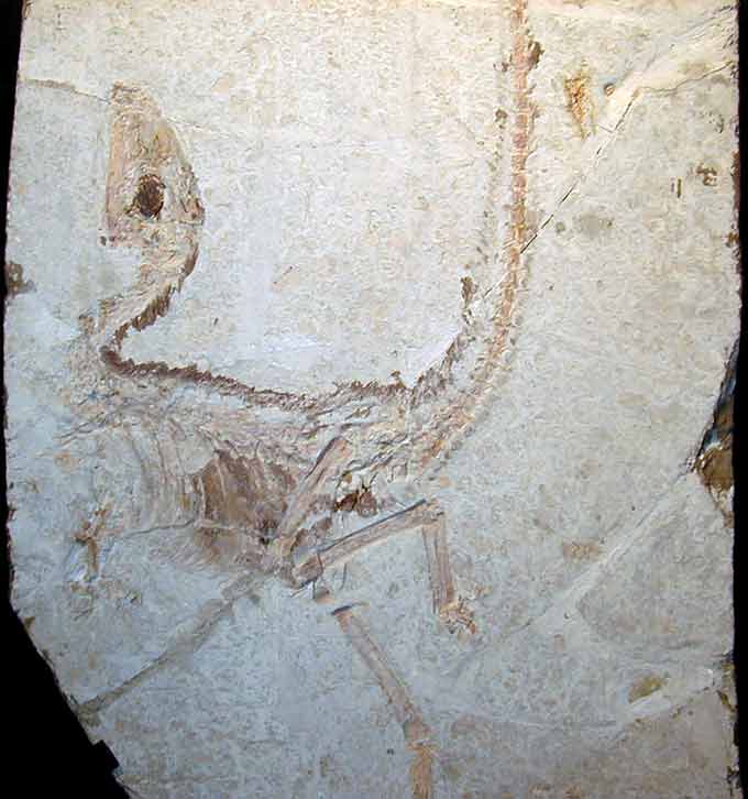 An image of a flattened Sinosauropteryx fossil.