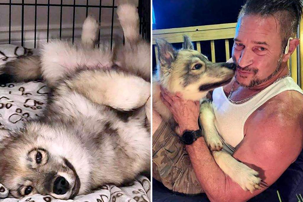 Officer kills ‘loveable’ pet dog mistaken for a coyote, owner left fuming over unnecessary death