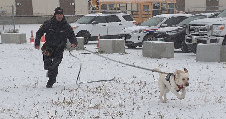 What does Scooby do? Winnipeg’s fire dog lends a helping paw