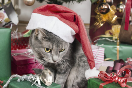 Woman Puts Up Christmas Tree, Cat Immediately Knows ‘It’s Time’