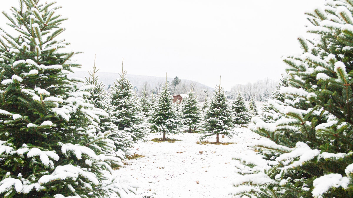 A Christmas tree farm