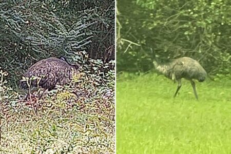 Emus escape enclosure in South Carolina a week after dozens of monkeys flee research facility: ‘SC may be the new Florida!’